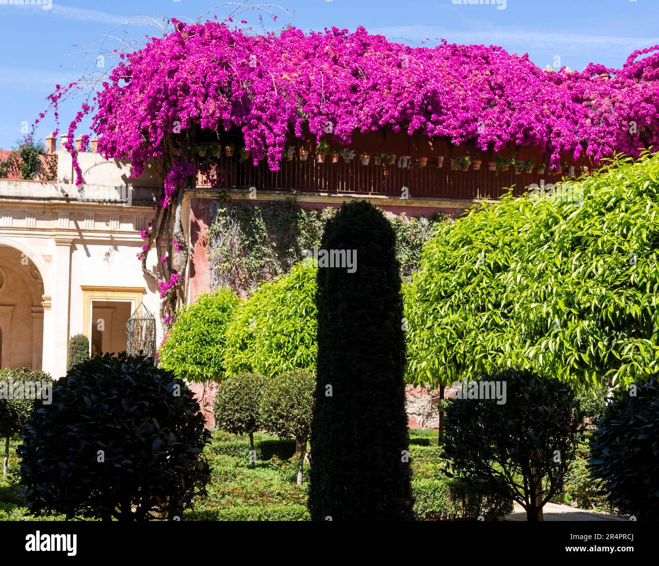 Spanien, Sevilla, Andalusien, eine Casa de Pilatos (Pilatenhaus), Garten mit verschiedenen Formen von Sträuchern, Bougainvillea in Blüte. Stockfoto