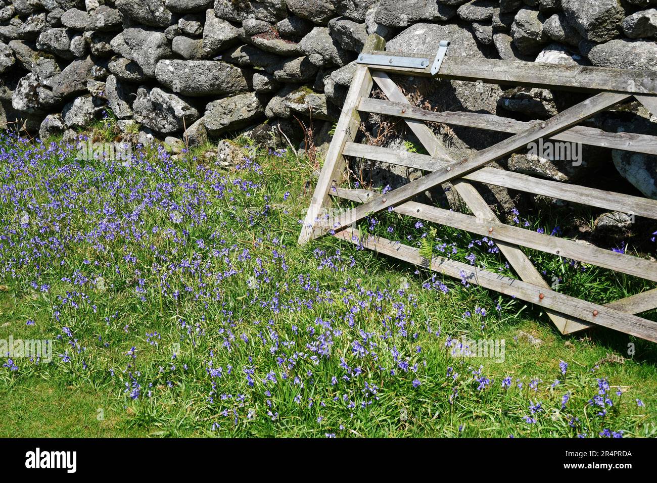 5 Bar Holzfeld (Farm) Tor in der englischen Landschaft mit Bluebell Blumen (Hyacinthoides non-scripta) Stockfoto