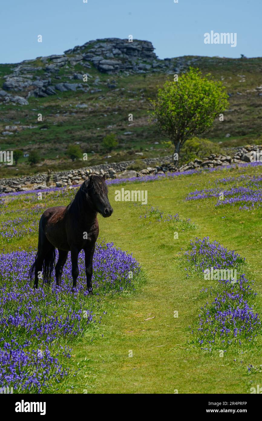 Schwarzes, männliches Dartmoor-Pony, umgeben von Blauen Glocken im Mai, in der Nähe von Saddle Tor im Dartmoor-Nationalpark, Devon, Großbritannien Stockfoto