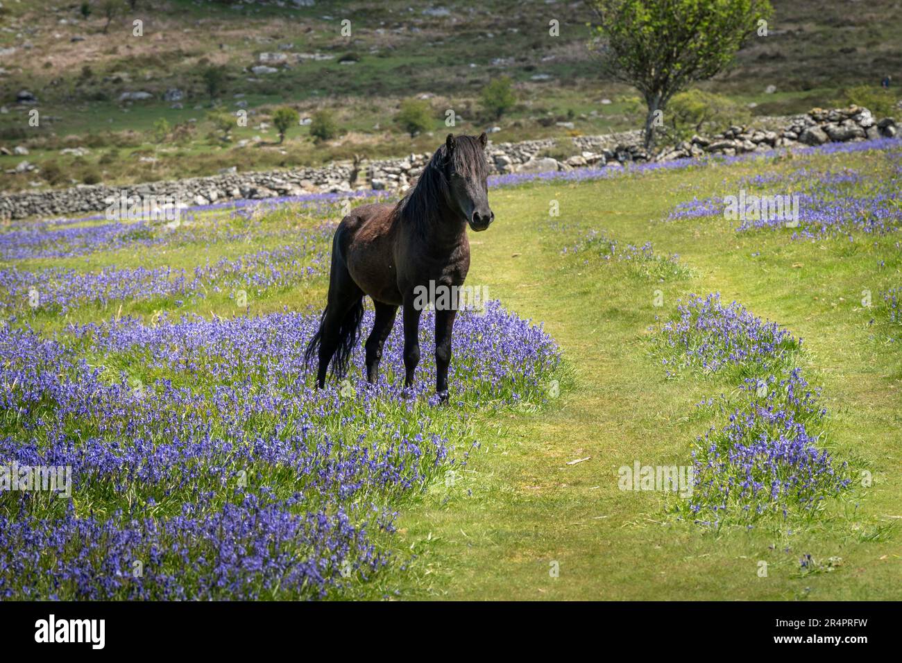 Schwarzes, männliches Dartmoor-Pony, umgeben von Blauen Glocken im Mai, in der Nähe von Saddle Tor im Dartmoor-Nationalpark, Devon, Großbritannien Stockfoto