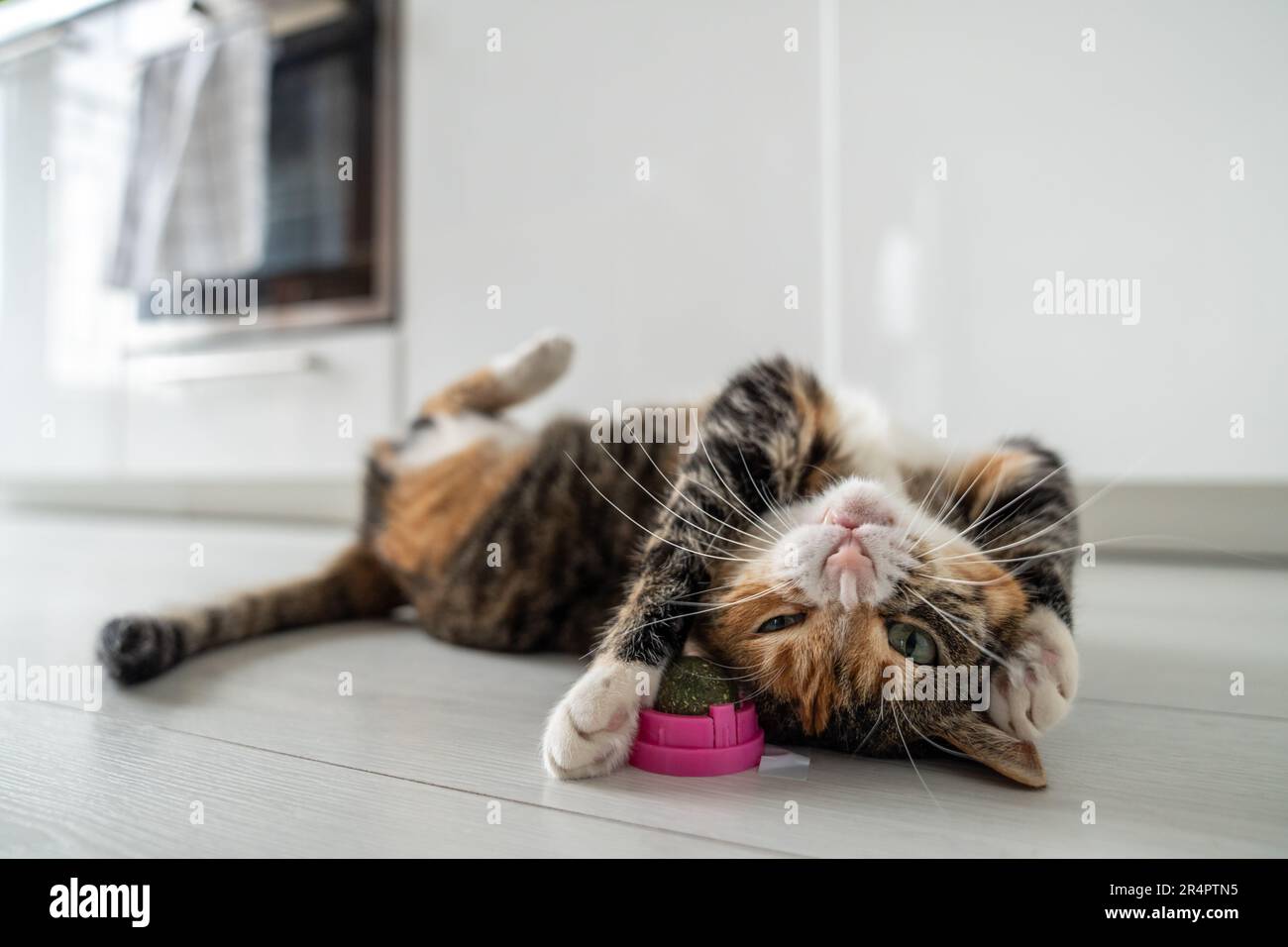 Verspielte Katze, die Spaß mit Katzenklops hat Spielzeugknitter knittern vor Freude. Haustiere bevorzugen Zeitvertreib. Stockfoto