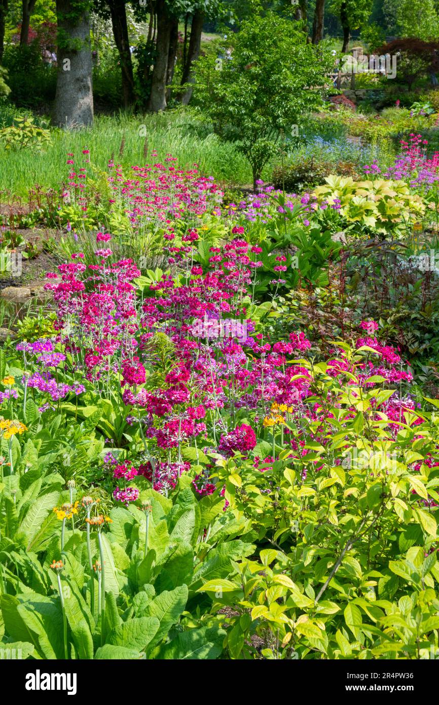 Candelabra Primulas im chinesischen Garten am Flussufer bei RHS Bridgewater, Worsley Greater Manchester, England. Stockfoto