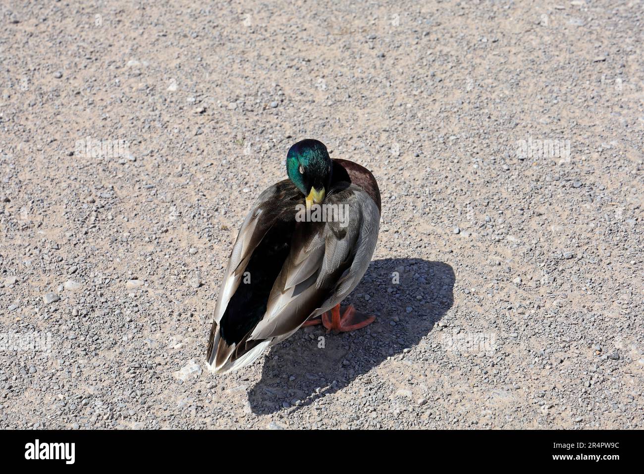 Stockente, anas platyrhynchos, die auf dem Grit-Pfad stehen, schlafen scheinbar im Stehen. Naturschutzgebiet Cardiff Bay Wetland. Mai 2023. Sommer Stockfoto