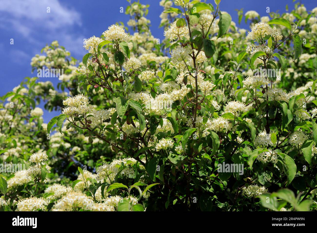 Weiße Blumen vor blauem Himmel, Cardiff Bay Wetland Nature Reserve. Mai 2023. Sommer. Zyl Stockfoto