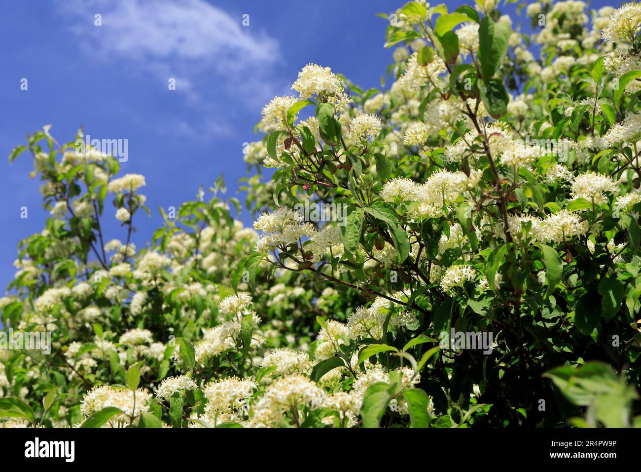 Weiße Blumen vor blauem Himmel, Cardiff Bay Wetland Nature Reserve. Mai 2023. Sommer. Zyl Stockfoto