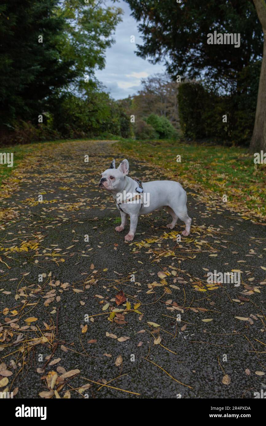 Weiße französische Bulldogge im Park im Herbst Stockfoto
