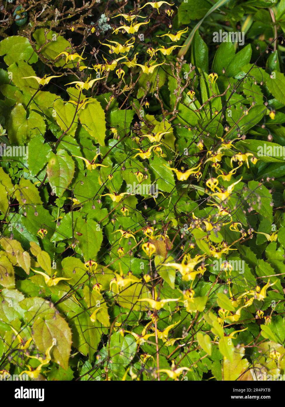 Kleine, gelbliche Blüten des hartnäckigen, mehrjährigen Barrenwürzes, Epimedium „Windfire“, schweben über dem ledernen Laub Stockfoto