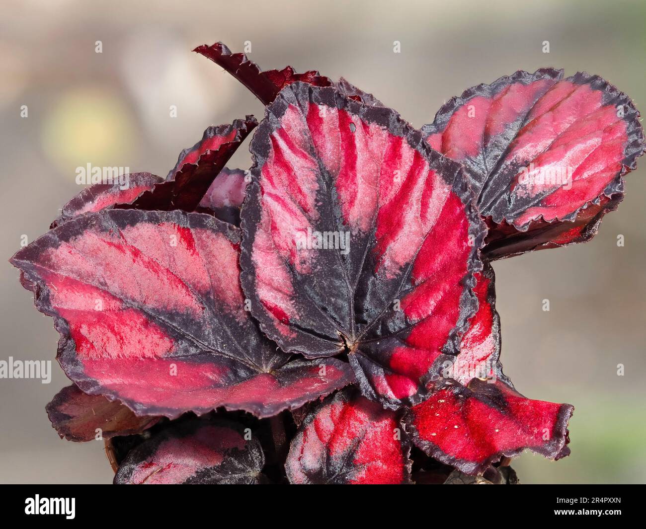 Verschiedene rote und schwarze Blätter des Tenderhauses und der Gewächshauspflanze Begonia rex (Cultorum Group) „Red Robin“ Stockfoto