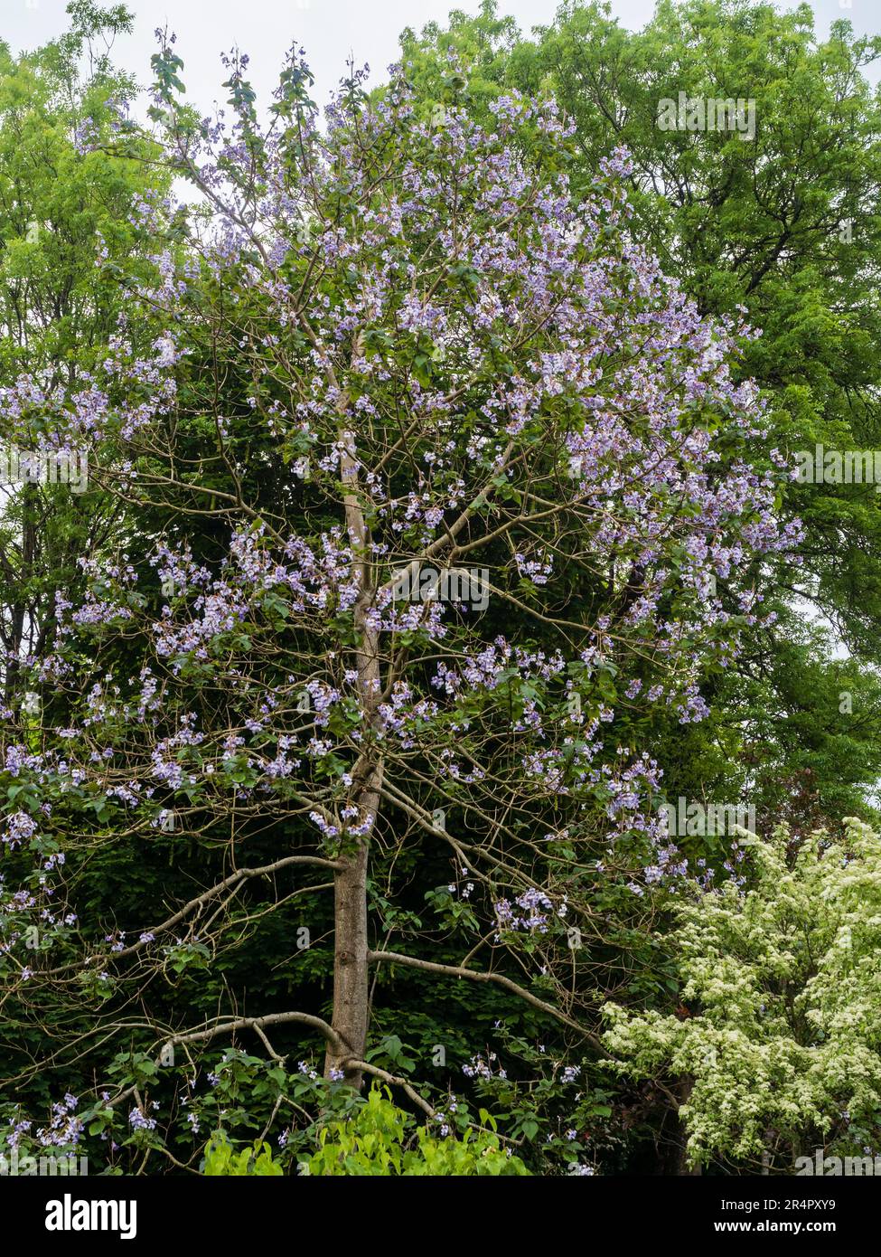 Schnell wachsender Saphir-Drachenbaum, Paulownia kawakami, in voller Frühlingsblume im Gartenhaus, Buckland monachorum Stockfoto