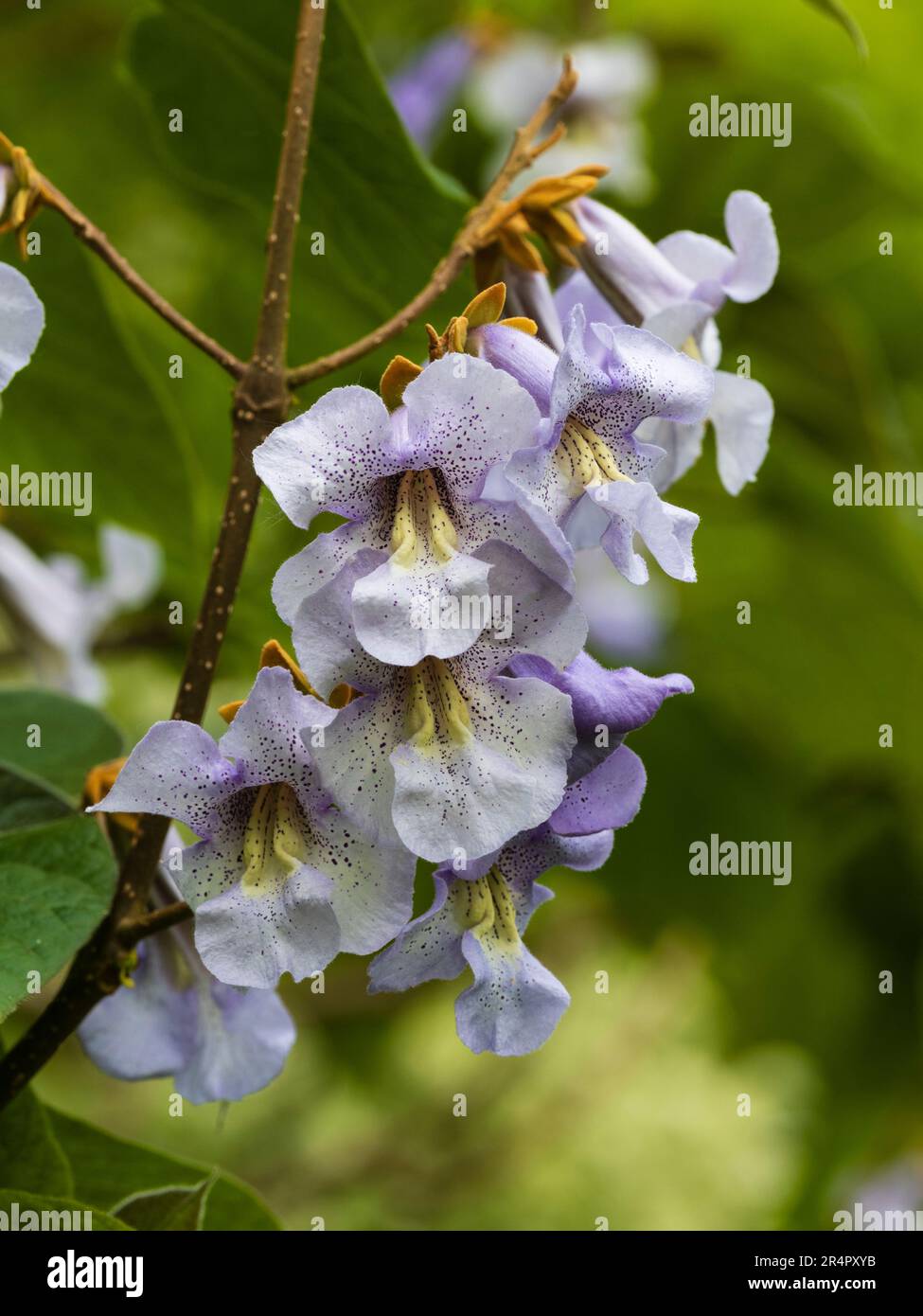 Blau gefleckte Spätfrühlingsblumen des schnell wachsenden Saphir-Drachenbaums Paulownia kawakami, Stockfoto