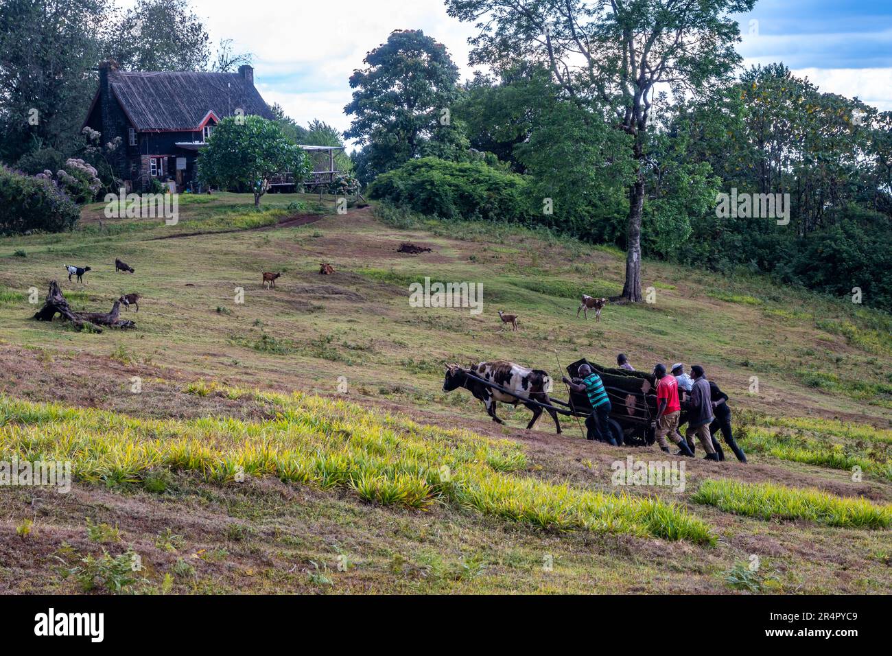 Eine Gruppe von Männern schiebt einen schwer beladenen Ochsenkarren. Kenia, Afrika. Stockfoto