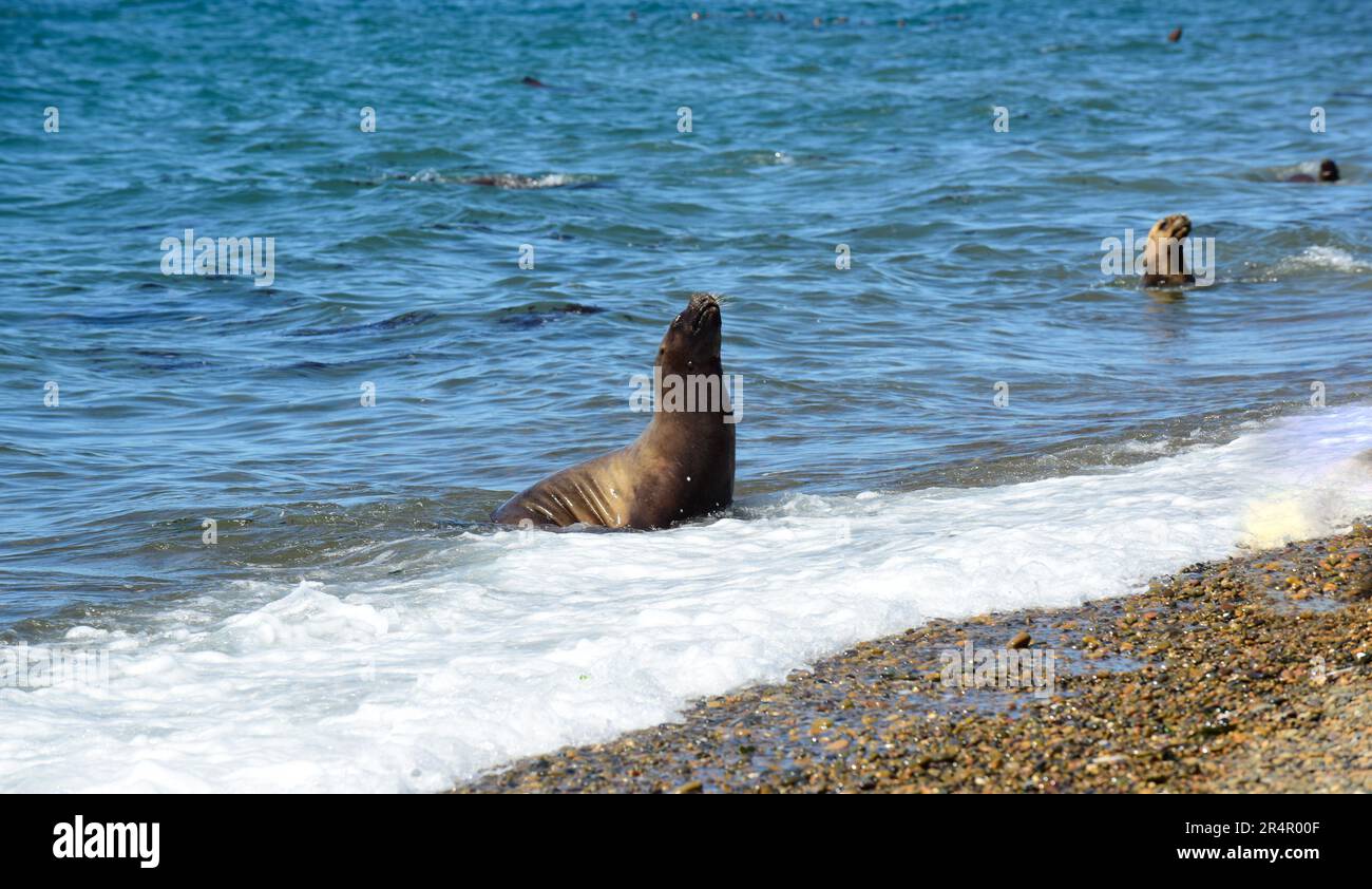 Südamerikanischer Seelöwe, Patagonien, Argentinien. Stockfoto