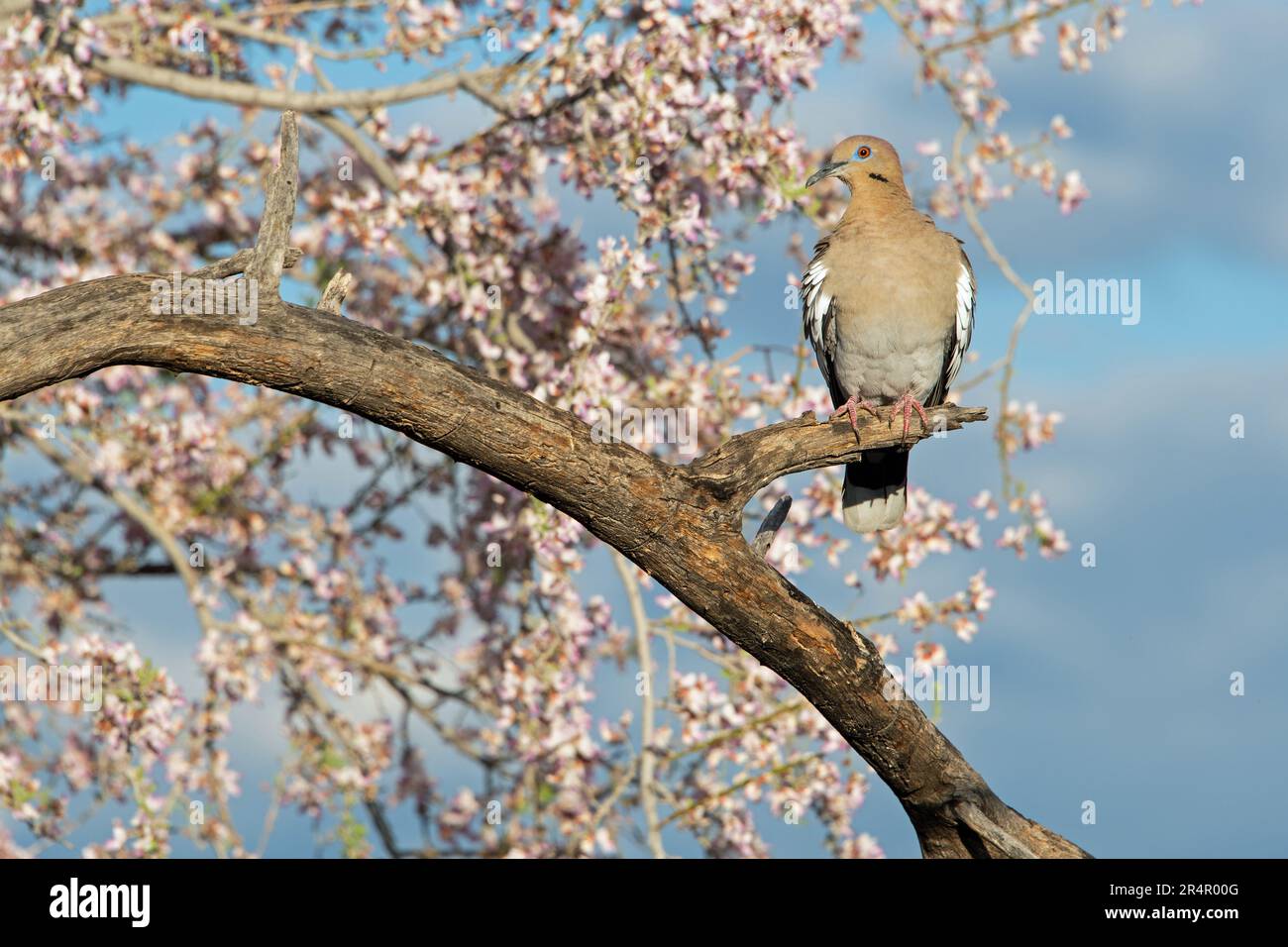 Weißflügeltaube (Zenaida asiatica) mit Wüsteneisenholzbaumblüten Stockfoto