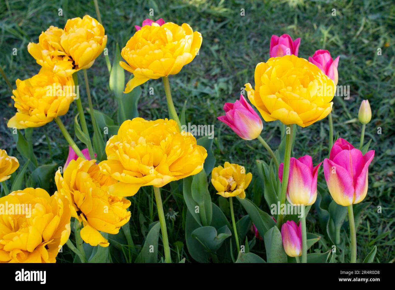 Wunderschöne, farbenfrohe Tulpen wachsen in einem Blumenbeet im Park. Frühlingsblühende Tulpen. Landschaftsdesign. Stockfoto