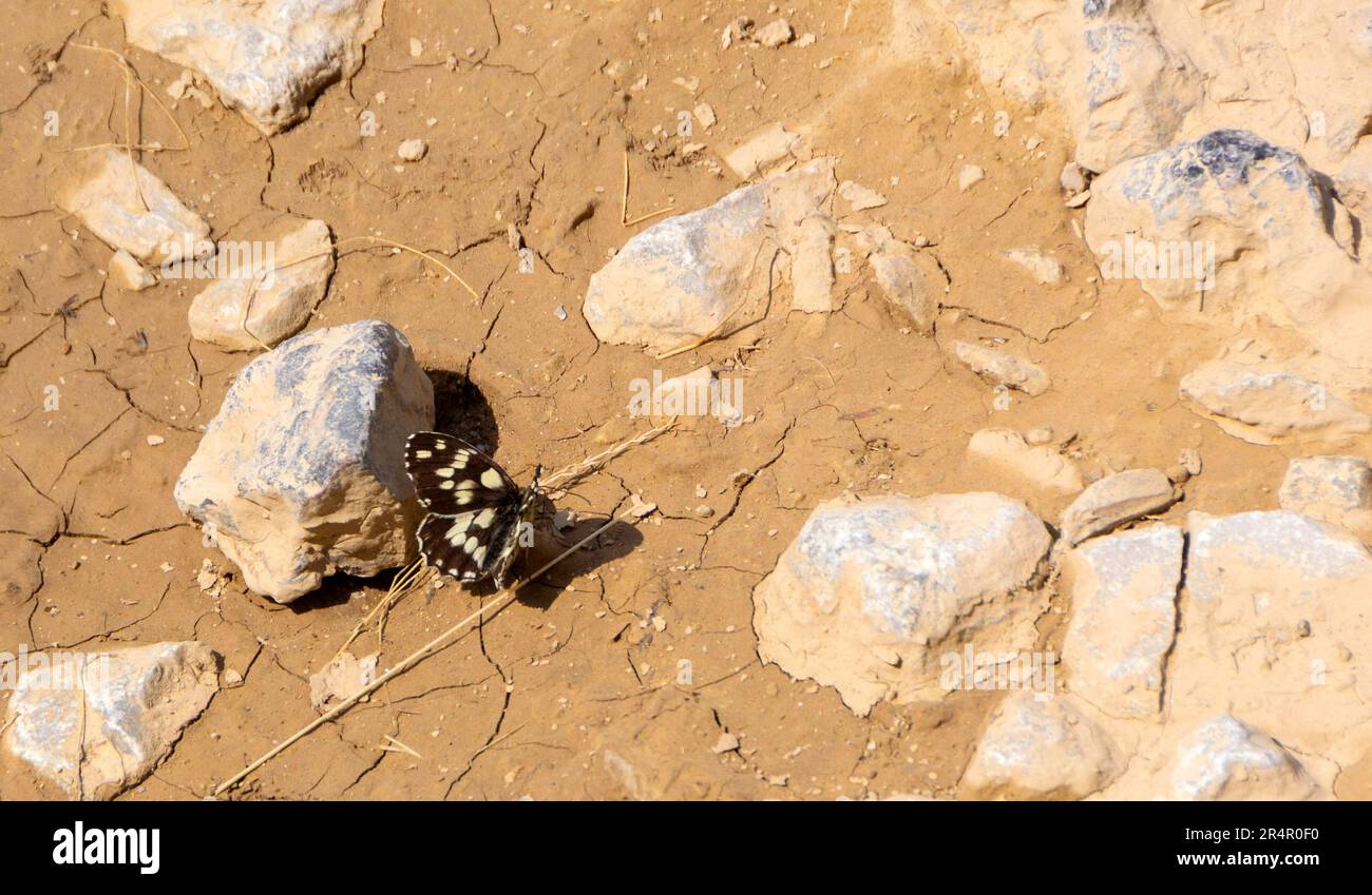 Fotografie bunter Schmetterlinge auf Blumen - Bilder Stockfoto