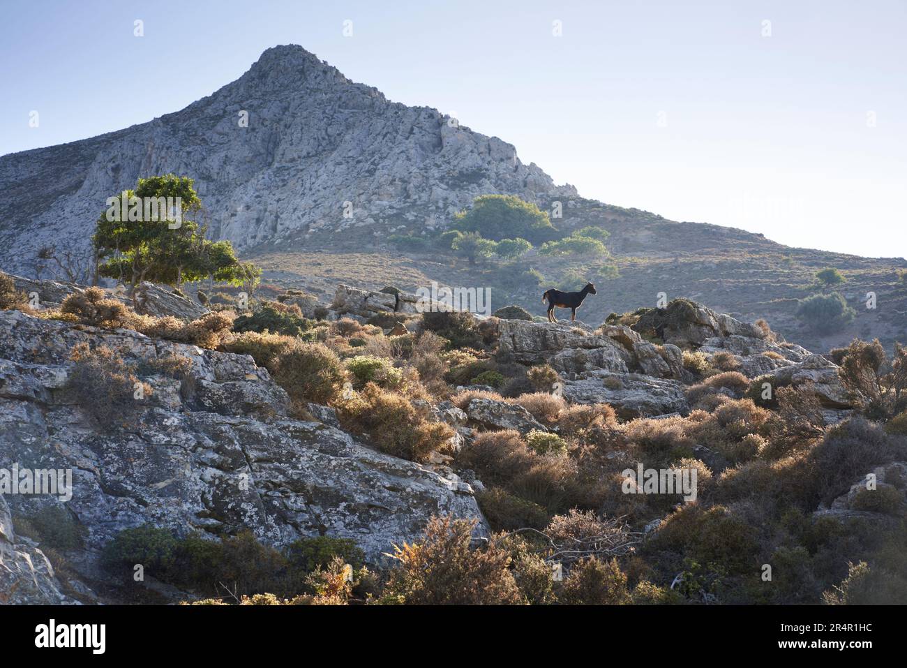 Eine Bergziege auf der griechischen Insel Ikaria Stockfoto