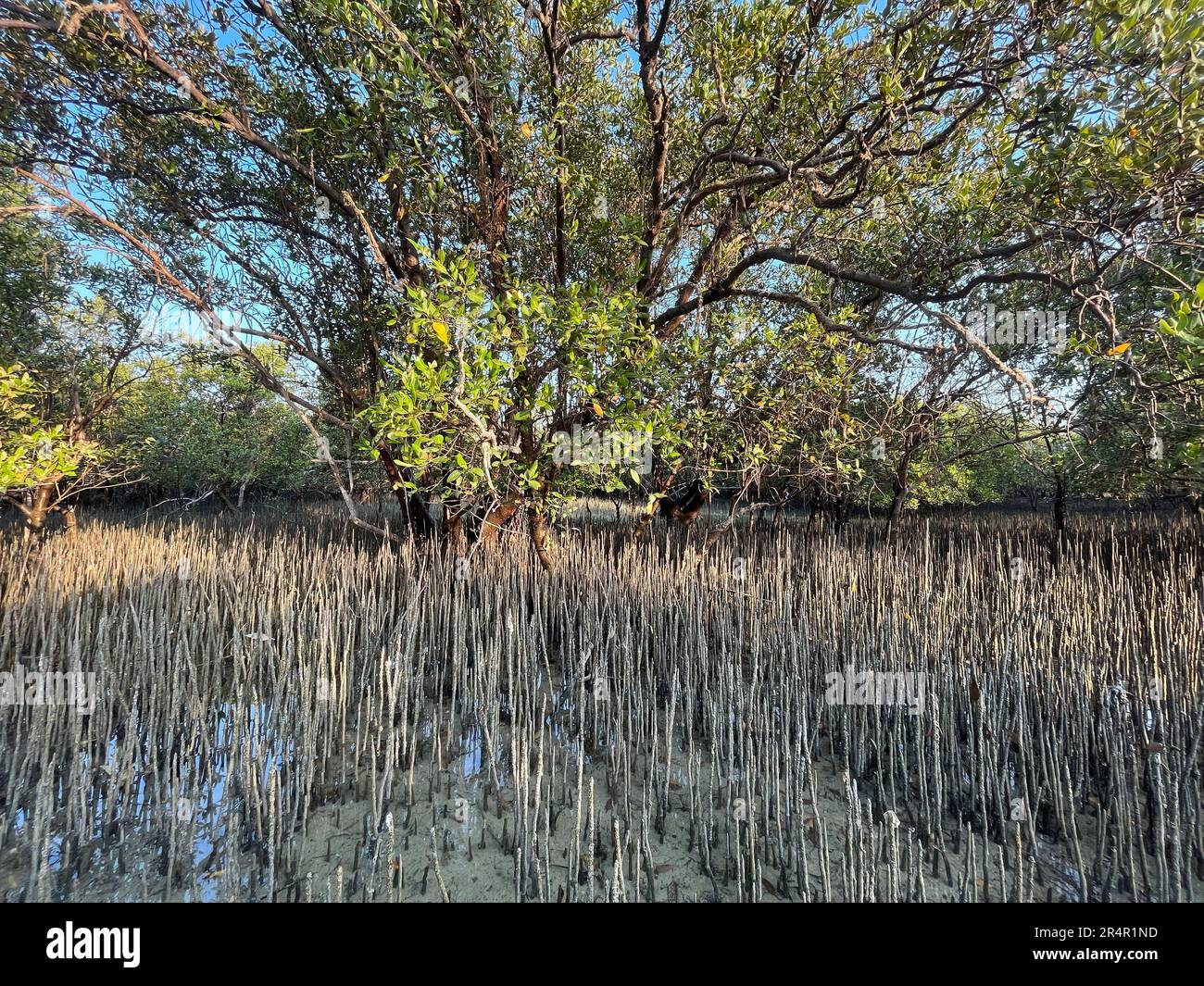 Östliche Mangroven-Nationalpark, Abu Dhabi, Vereinigte Arabische Emirate Stockfoto