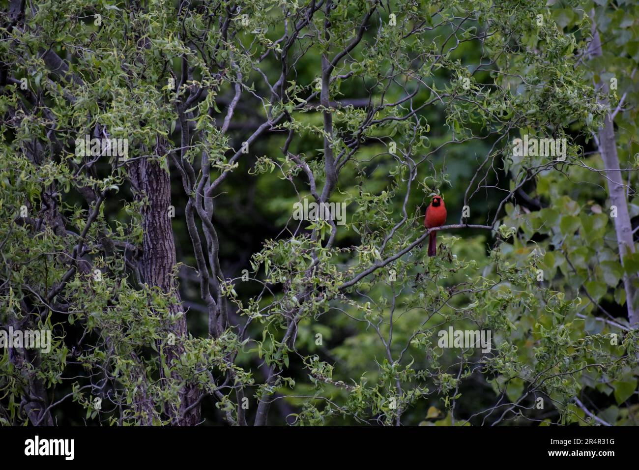 Roter Vogel, Kardinal im Wald Stockfoto