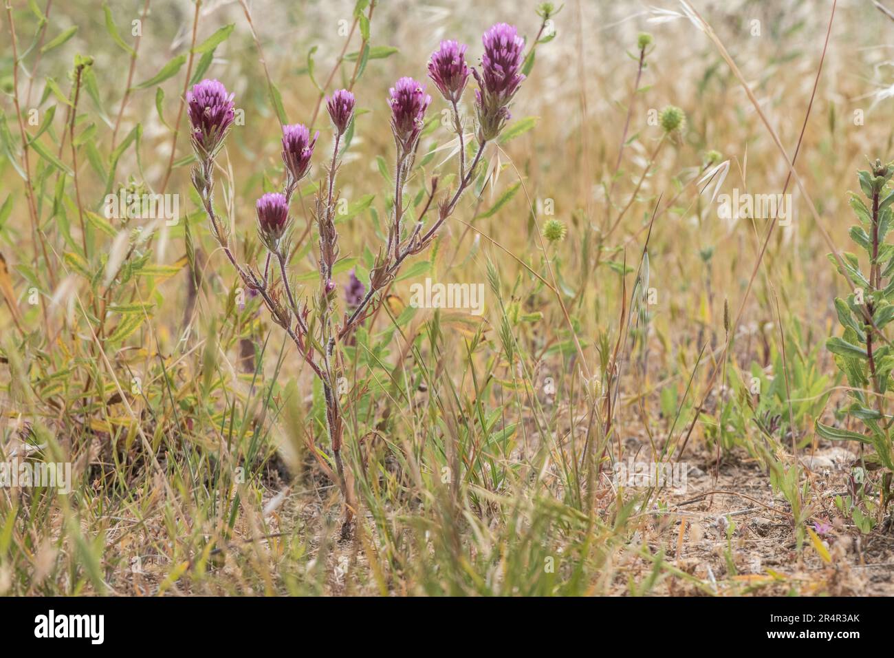 Purple Owl's Clover, Castilleja exserta, Eine einheimische Pflanze der San Francisco Bay Area in Kalifornien, USA. Stockfoto
