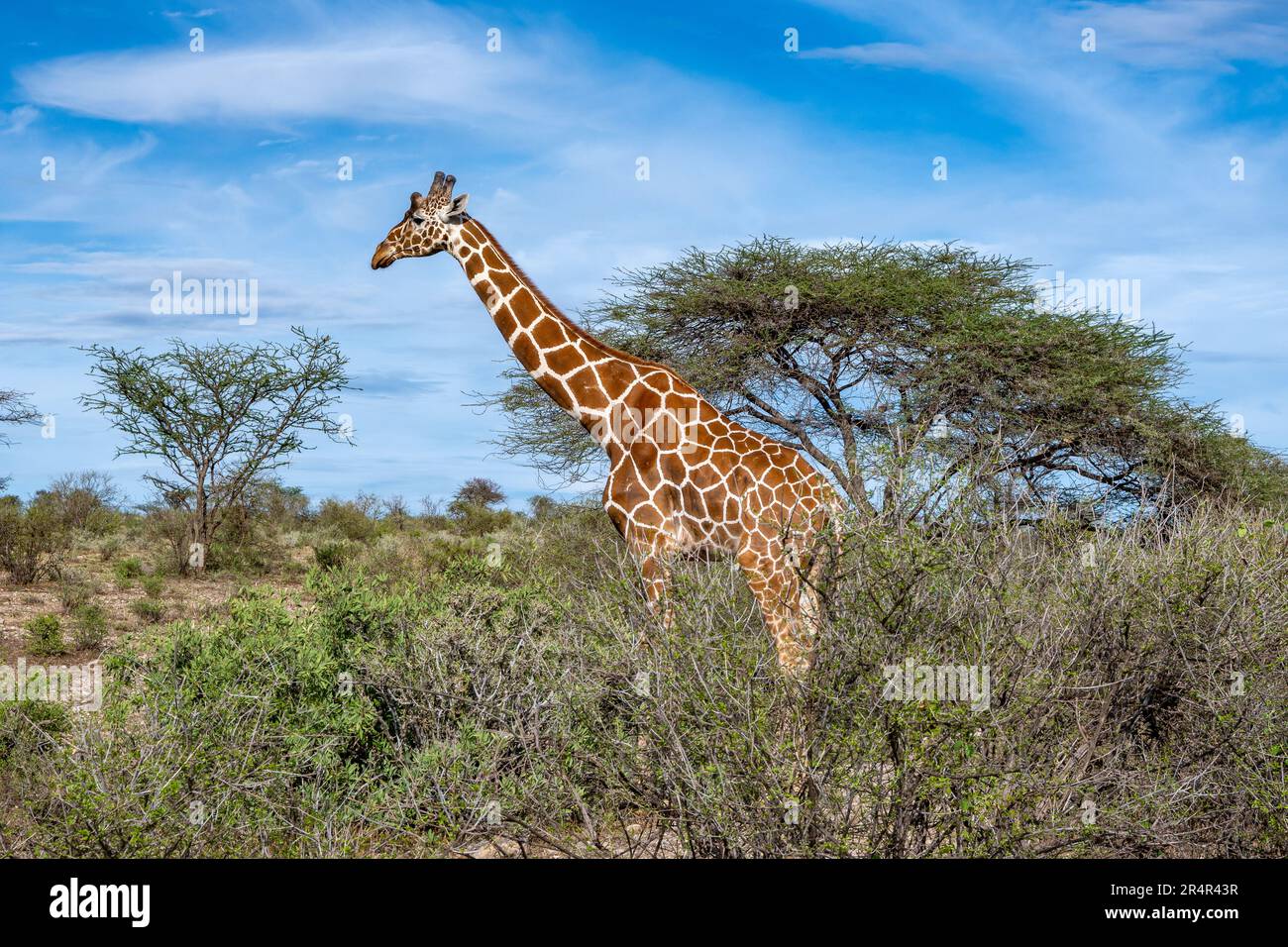 Eine vom Aussterben bedrohte retikulierte Giraffe (Giraffa reticulata), die in der offenen Savanne weidet. Kenia, Afrika. Stockfoto