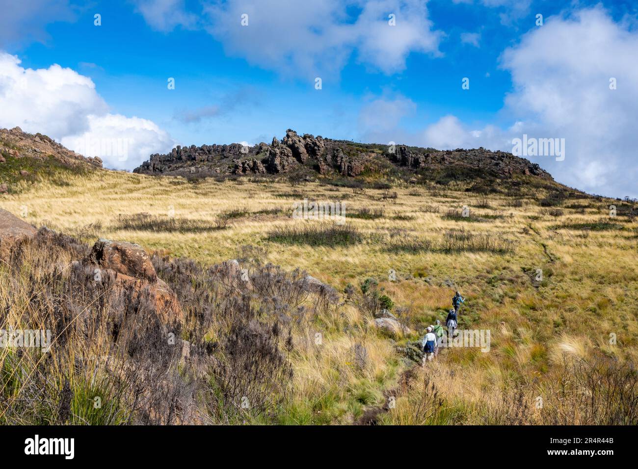 Wanderer wandern im Aberdare-Nationalpark, Kenia, Afrika, über das offene Grasland. Stockfoto