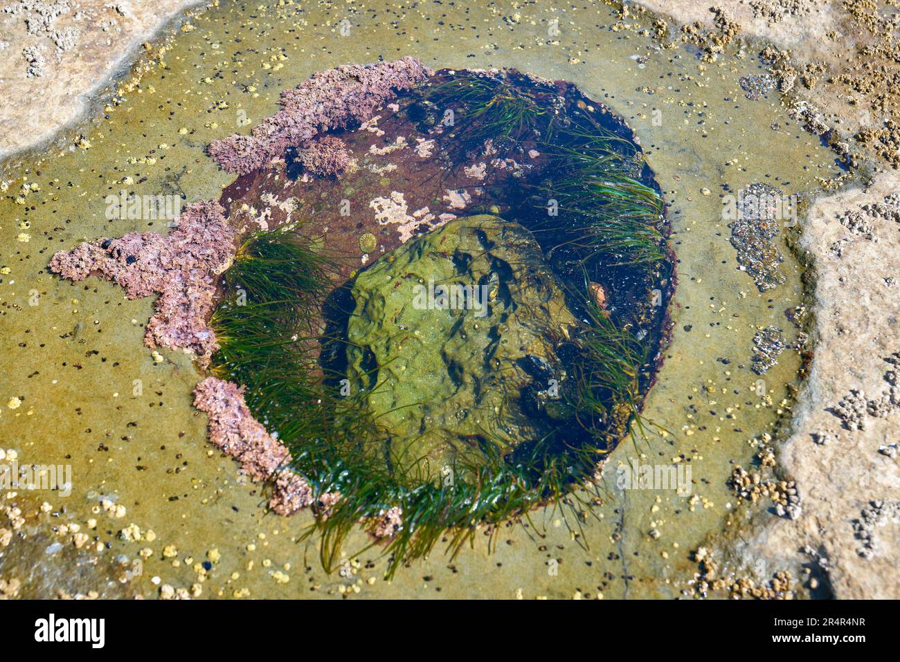 Botanical Beach Tide Pool in Rock. Runder Gezeitenpool, der in das felsige Regal am Botanical Beach in der Nähe von Port Renfrew BC gehauen wurde. Stockfoto