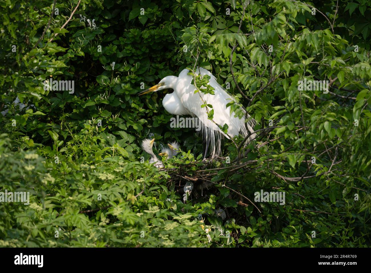 Großer Egret, New Jersey Stockfoto