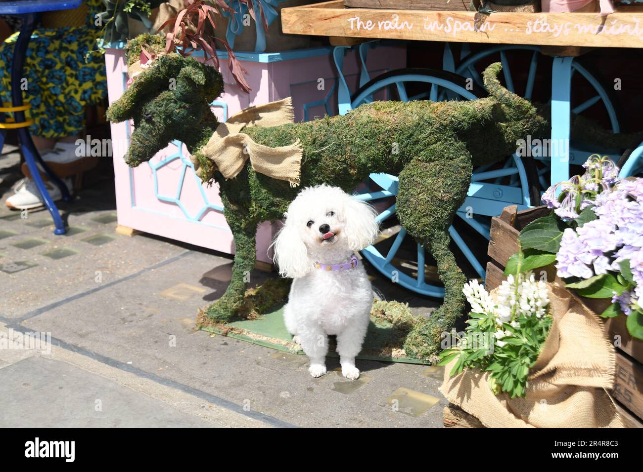 Small Dog At Chelsea Flower Show Preview Night, 2023. Mai Stockfoto