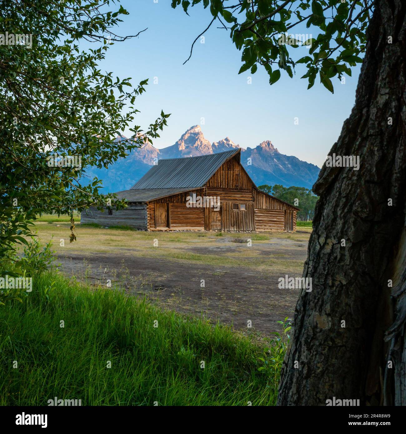 Blick durch Bäume zu Barns in der Mormon Row im Grand Teton National Park Stockfoto