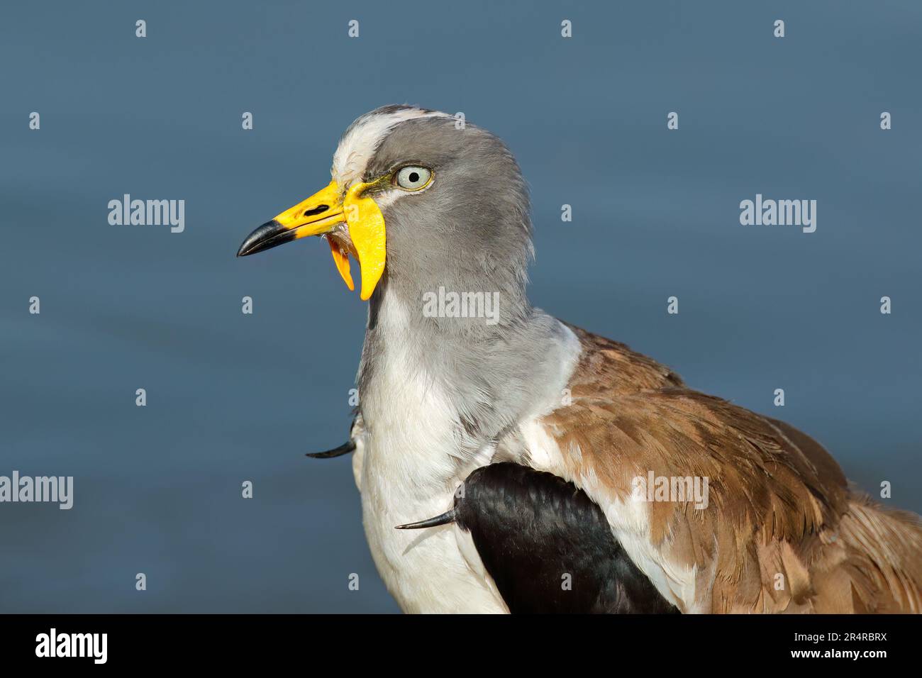 Porträt eines weißgekrönten Lapwing (Vanellus albiceps), Kruger-Nationalpark, Südafrika Stockfoto