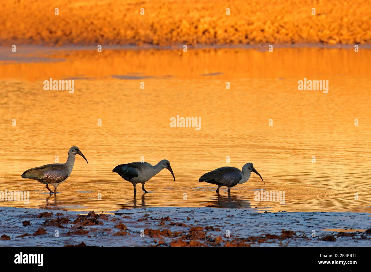 Hadeda ibises (Bostrychia hagedash) beim Sonnenuntergang in flachem Wasser auf Nahrungssuche, Südafrika Stockfoto