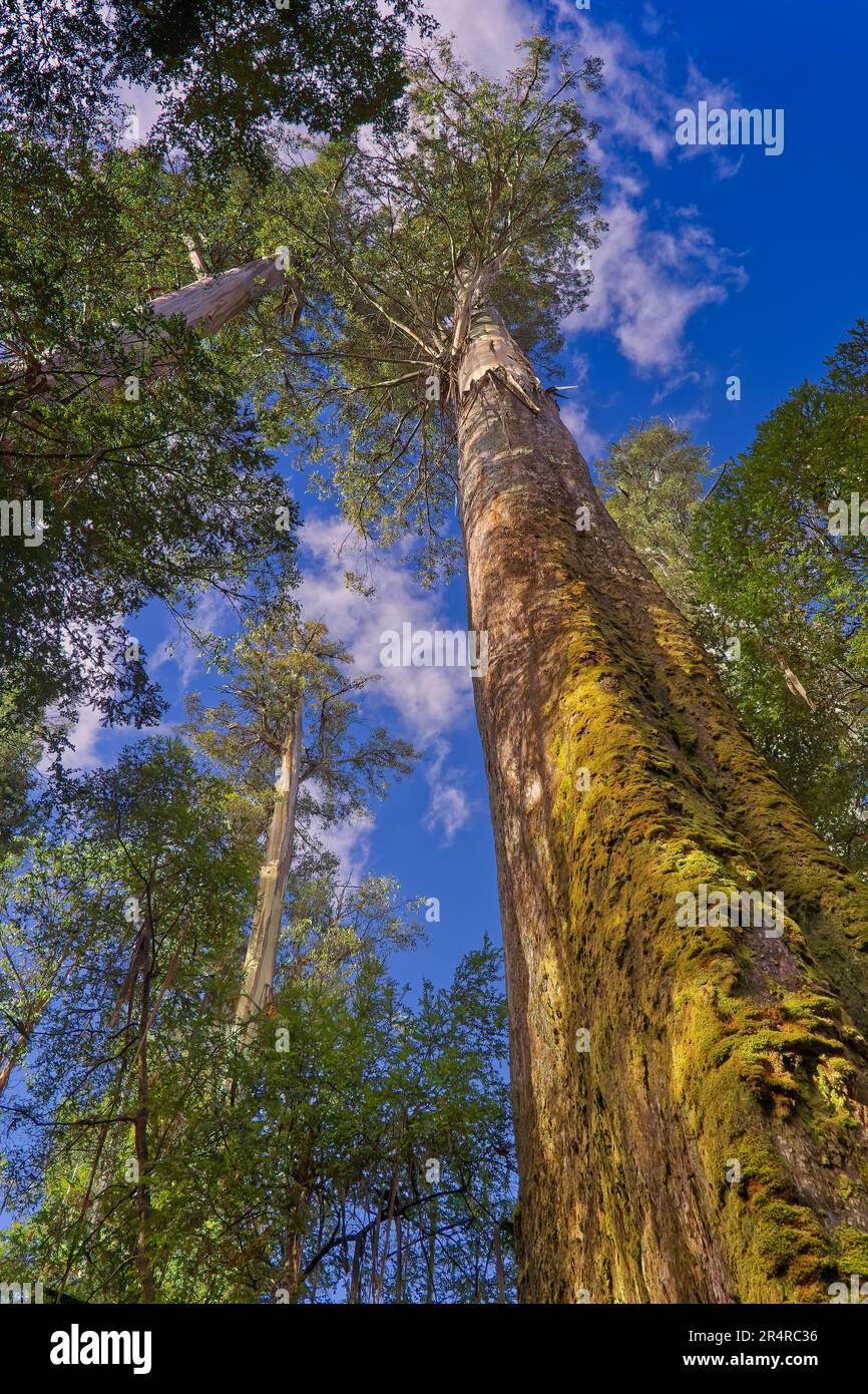 Riese Eucalyptus regnans Gummibume in der Styx Tall Trees Conservation  Area, Tasmanien, Australien Stockfotografie - Alamy