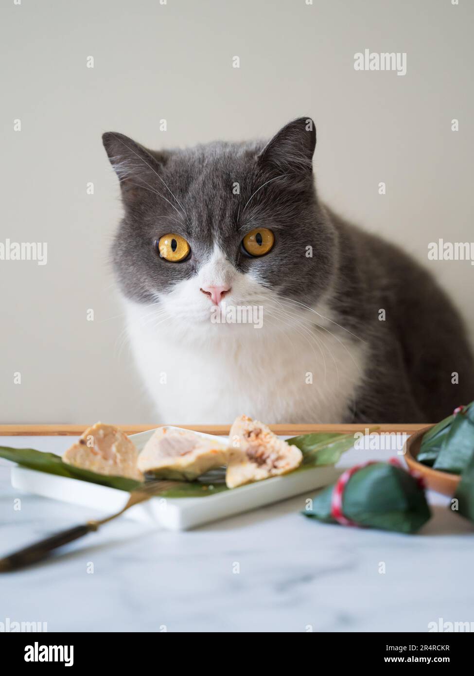Britische Kurzhaarkatze und Reisklöße auf dem Tisch Stockfoto