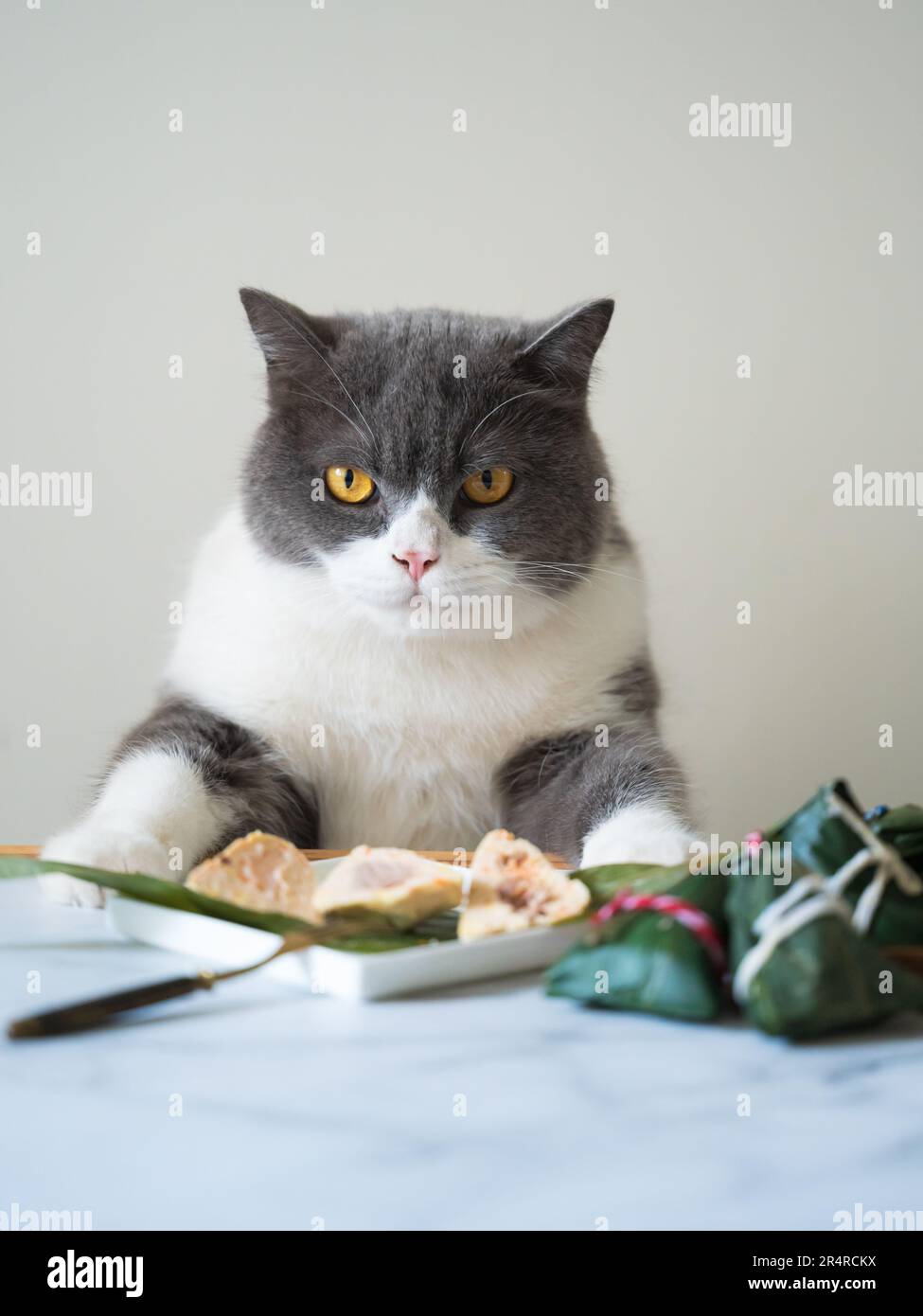 Britische Kurzhaarkatze und Reisklöße auf dem Tisch Stockfoto