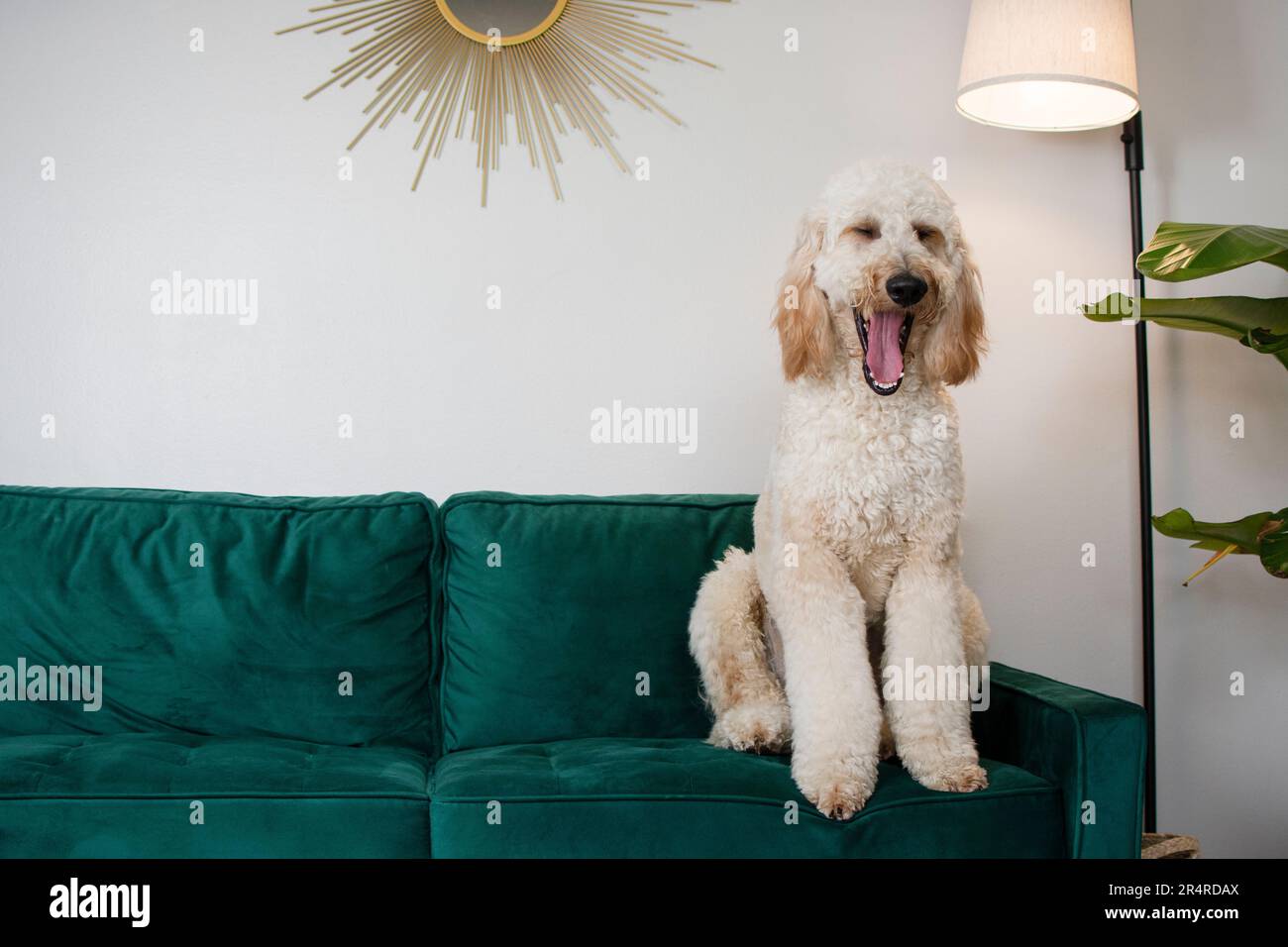 Wunderschöner riesiger Hund Goldendoodle, der auf einer grünen Couch sitzt und gähnt. Gähnender Hund Stockfoto
