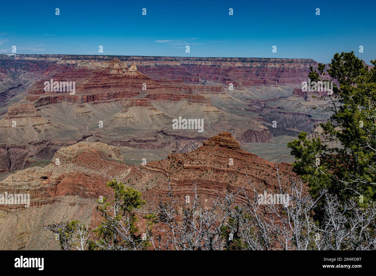 Südrand des Grand Canyon im Frühling Stockfoto