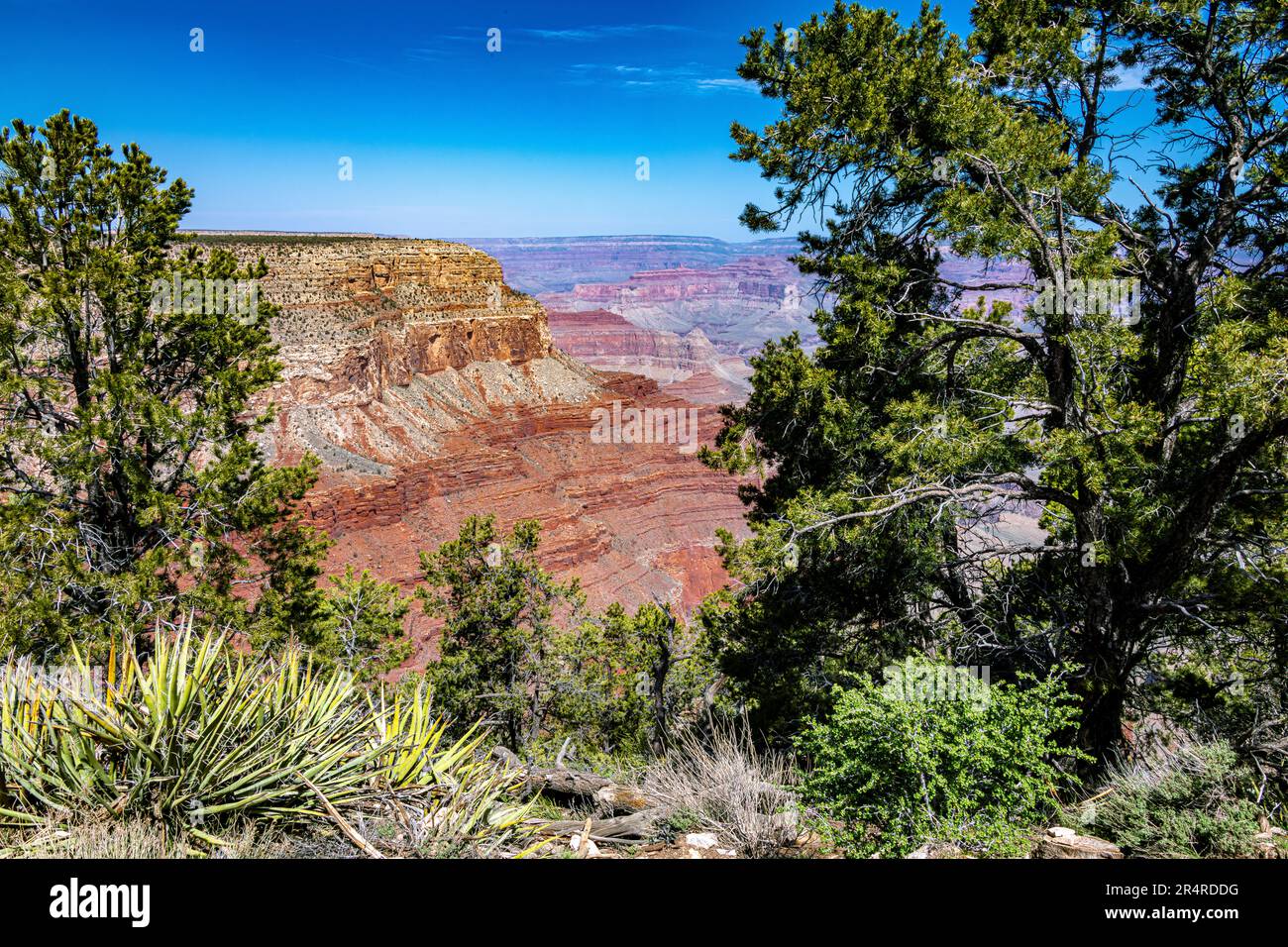Südrand des Grand Canyon im Frühling Stockfoto