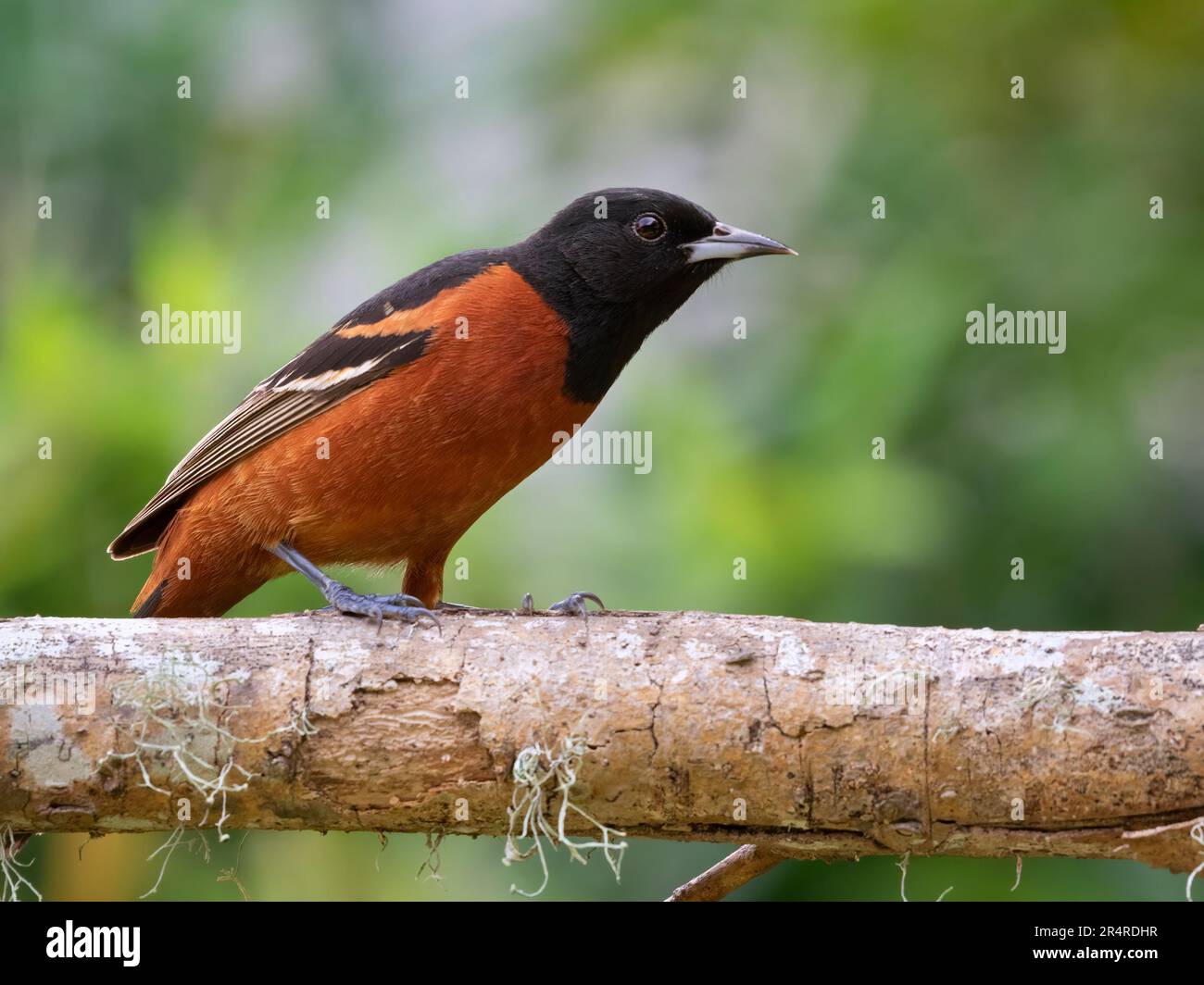 Die Orchidee (Icterus spurius) auf dem Ast Galveston, Texas, USA Stockfoto