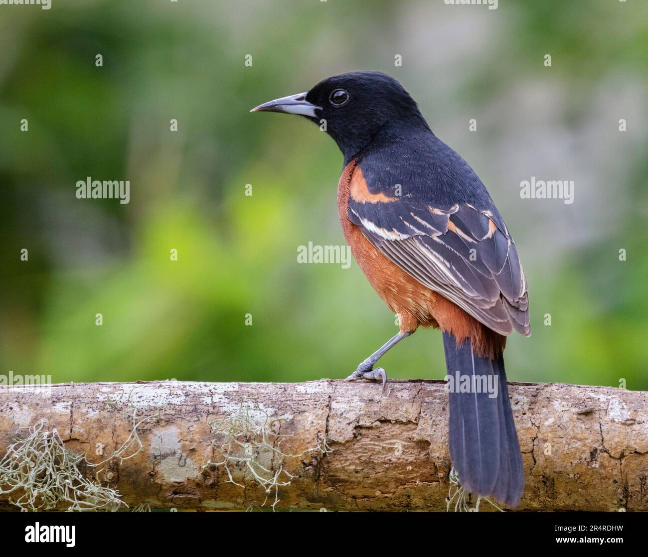 Die Orchidee (Icterus spurius) auf dem Ast Galveston, Texas, USA Stockfoto