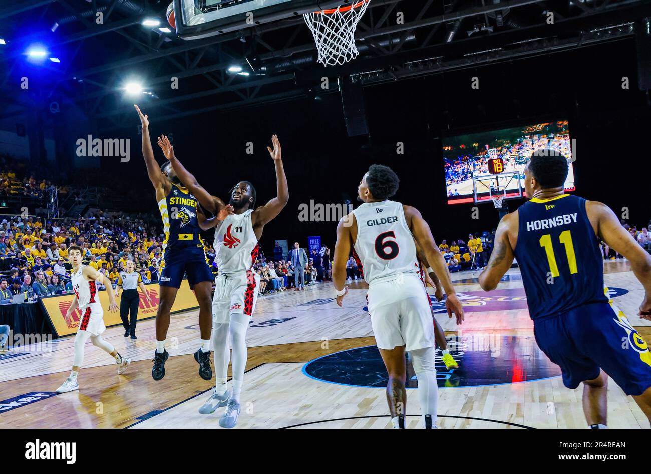 Edmonton, Kanada. 28. Mai 2023. Edmontons Elijah Miller wird von Calgarys (11) Nick Horsnby während der Eröffnungssaison der Edmonton Stingers 2023 gegen den Calgary Surge verseucht. Calgary Surge 82 -81 Edmonton Stingers (Foto: Ron Palmer/SOPA Images/Sipa USA) Kredit: SIPA USA/Alamy Live News Stockfoto