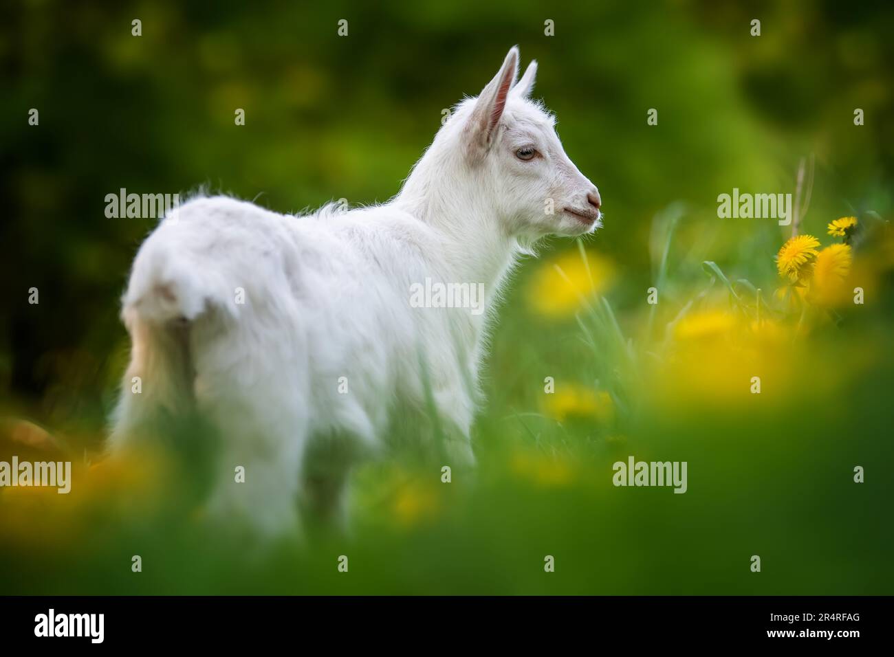 Weiße Ziege, die auf grünem Gras mit Blumen steht Stockfoto