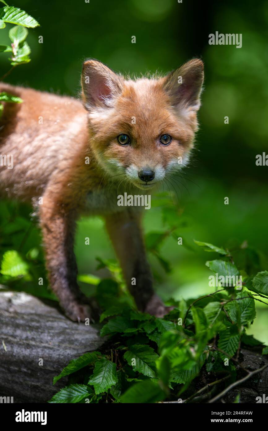 Rotfuchs, Vulpes Vulpes, kleines junges Junge im Wald. Niedliche kleine wilde Raubtiere in natürlicher Umgebung. Naturszene aus der Natur Stockfoto