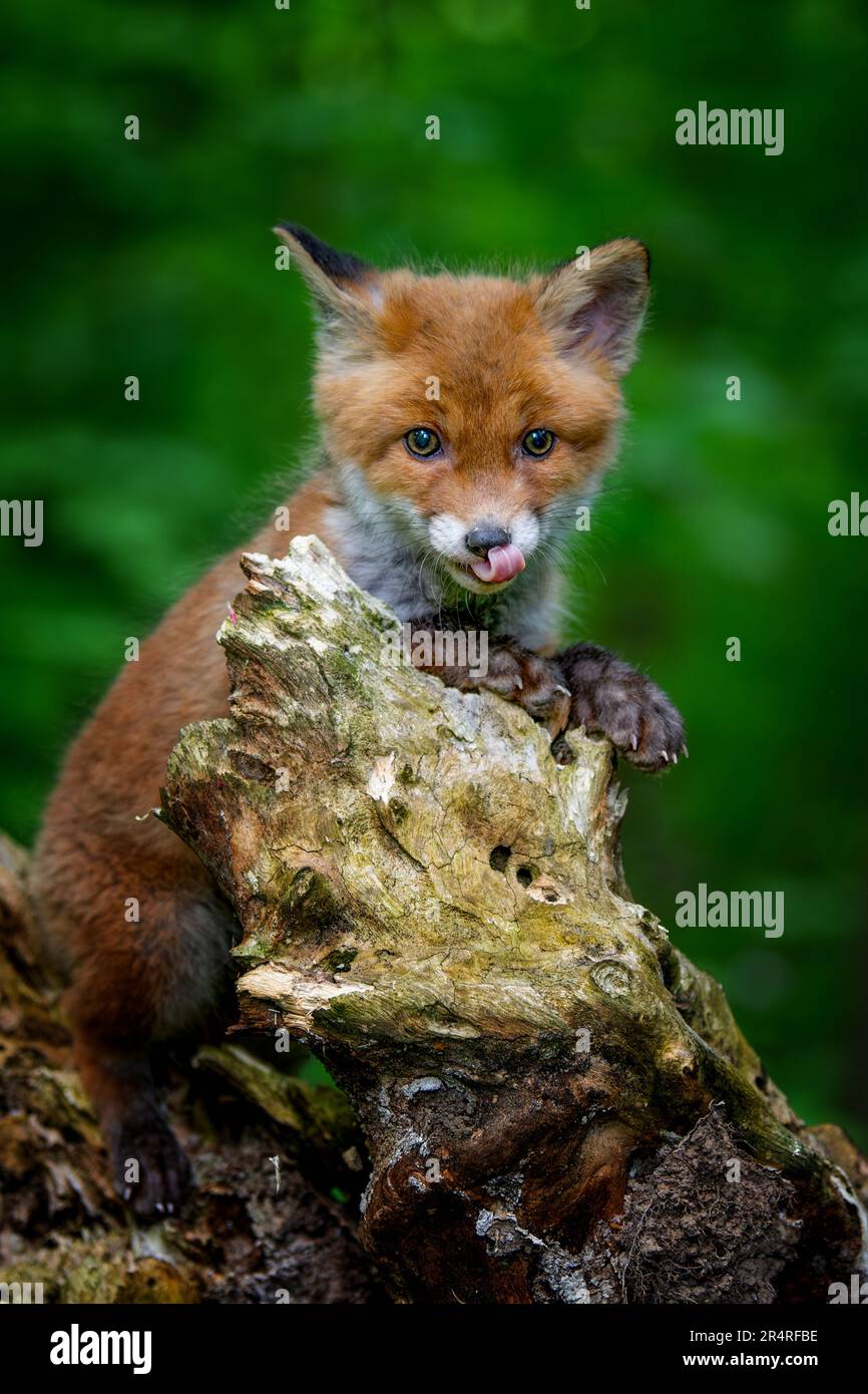 Rotfuchs, Vulpes Vulpes, kleines junges Junge im Wald. Niedliche kleine wilde Raubtiere in natürlicher Umgebung. Naturszene aus der Natur Stockfoto