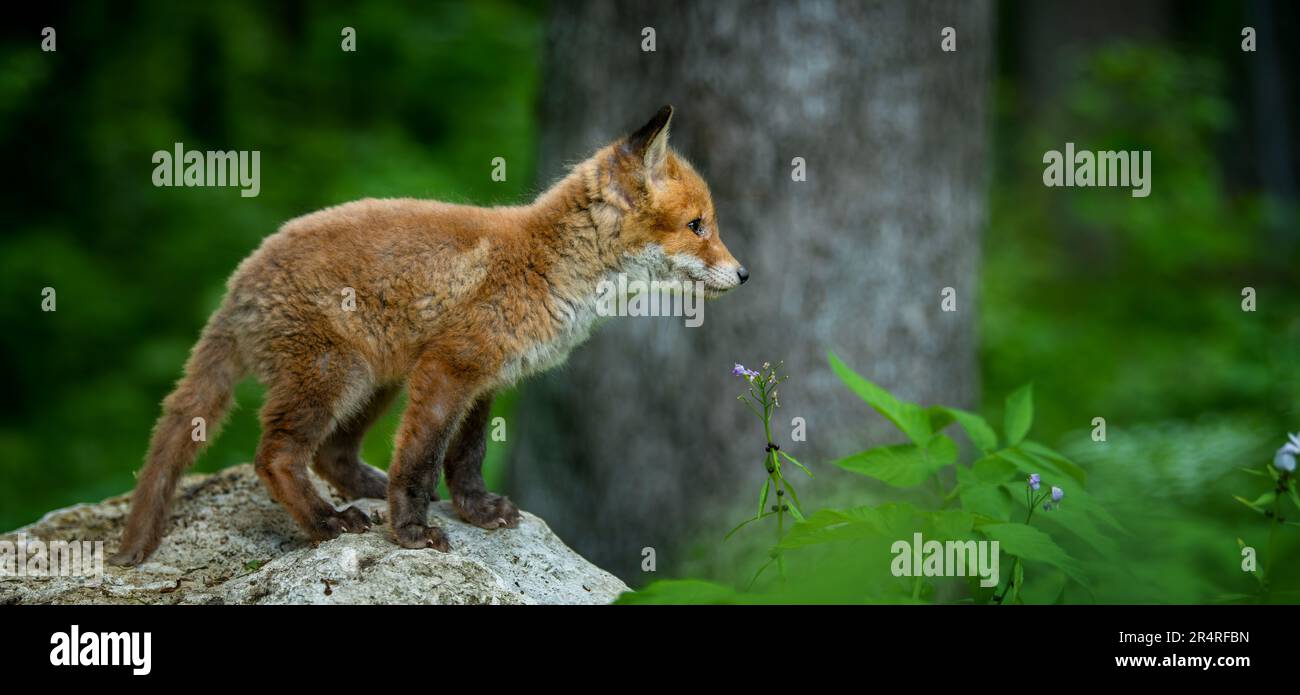 Rotfuchs, Vulpes Vulpes, kleines junges Junge im Wald. Niedliche kleine wilde Raubtiere in natürlicher Umgebung. Naturszene aus der Natur Stockfoto