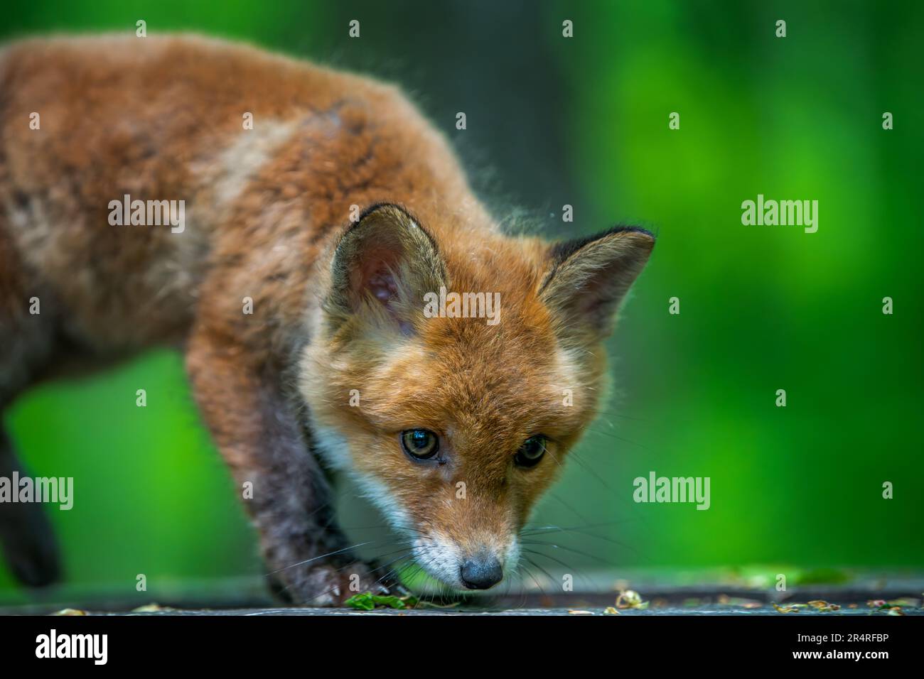 Rotfuchs, Vulpes Vulpes, kleines junges Junge im Wald. Niedliche kleine wilde Raubtiere in natürlicher Umgebung. Naturszene aus der Natur Stockfoto