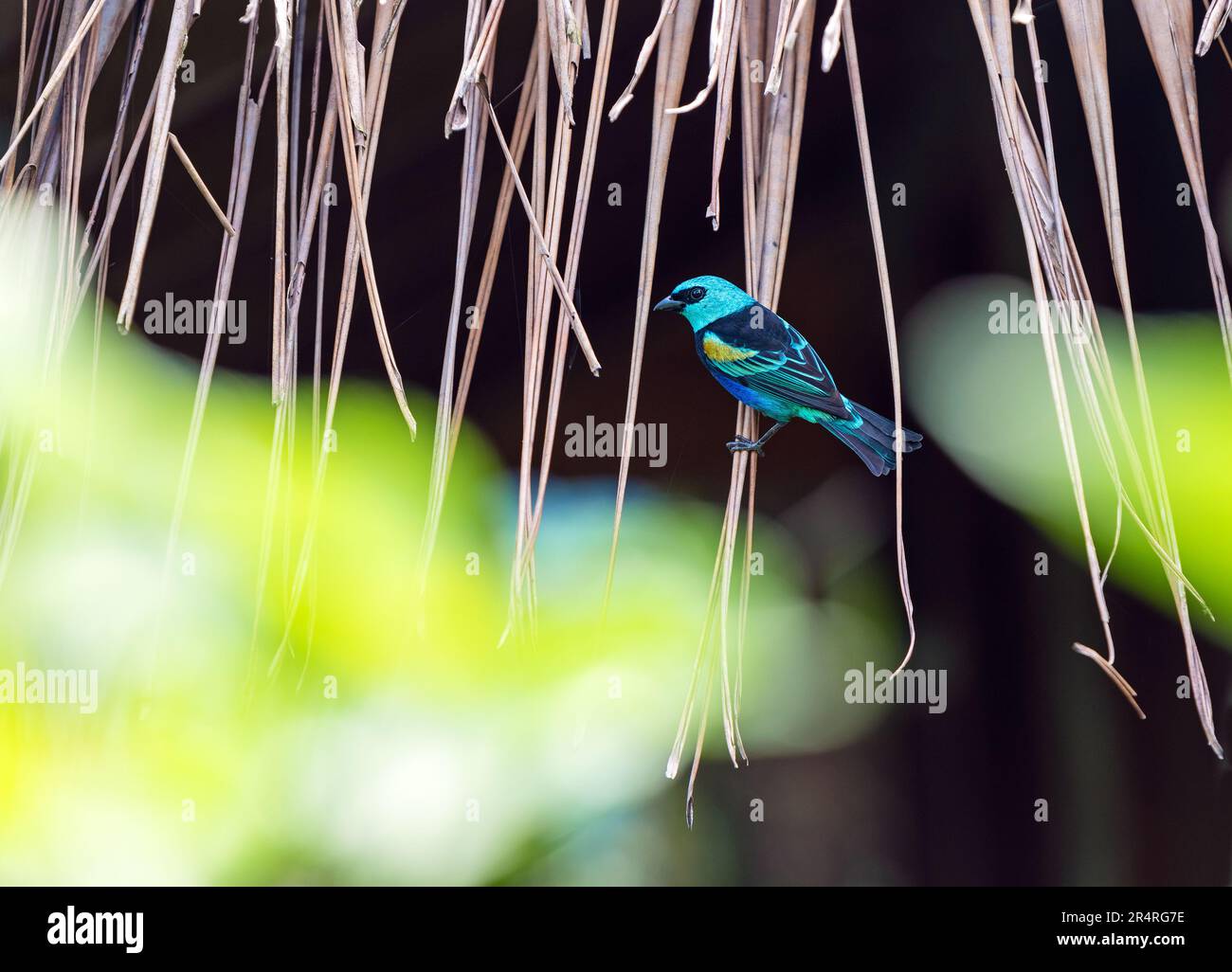 Blauer Tanager (Tangara cyanicollis cyanopygia), Mindo Cloud Forest, Ecuador. Stockfoto