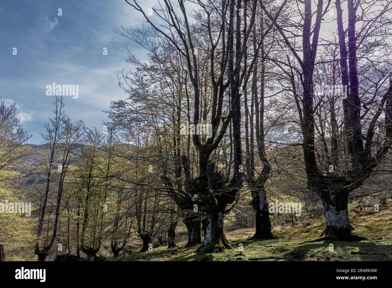 Ruhe in der Natur: Ein ruhiger Tag im sonnenverwöhnten Buchenwald des Baskenlandes Stockfoto