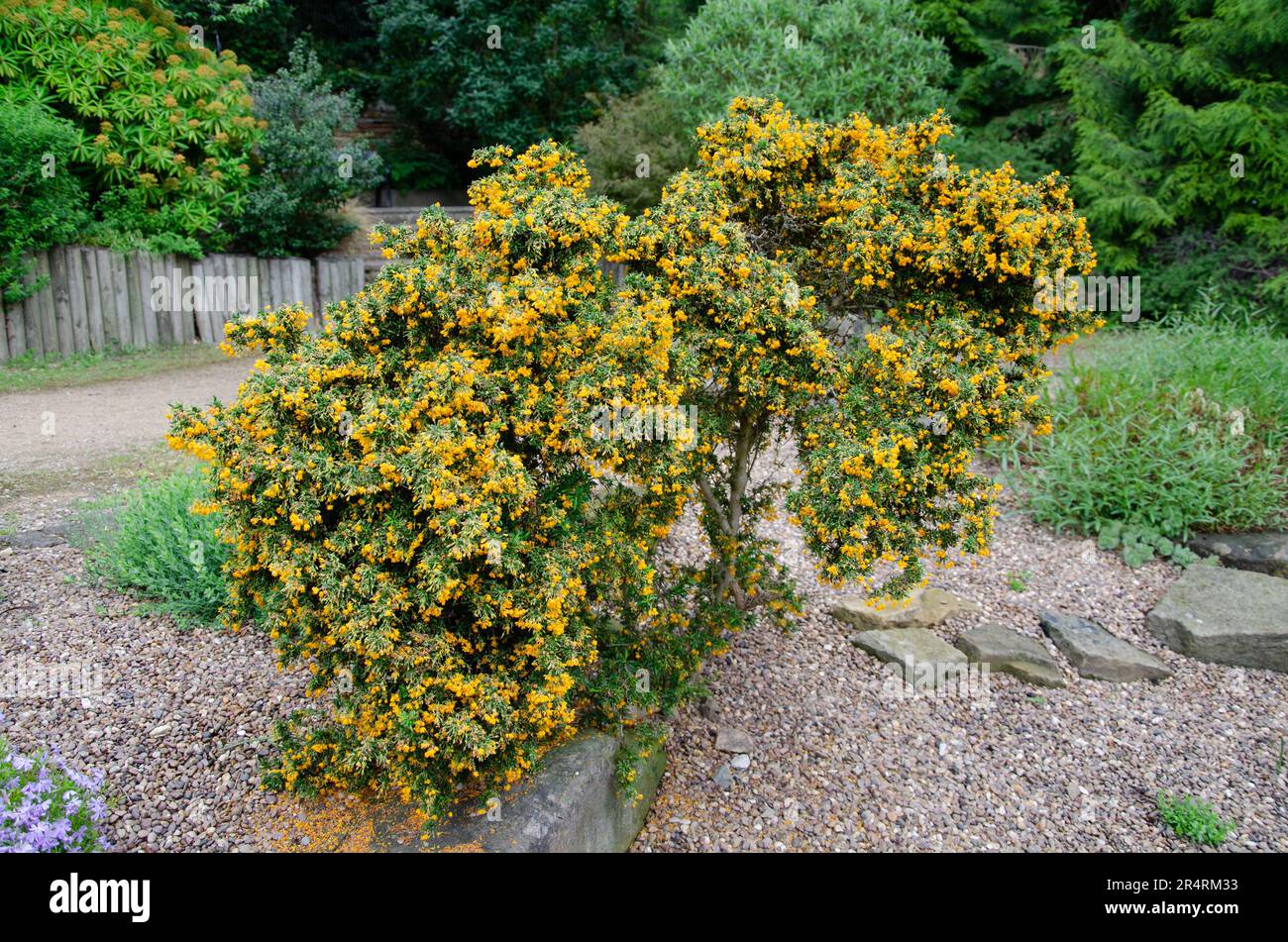 Vollformatbild von Darwins Barberry Busch, Berberis darwinii Stockfoto