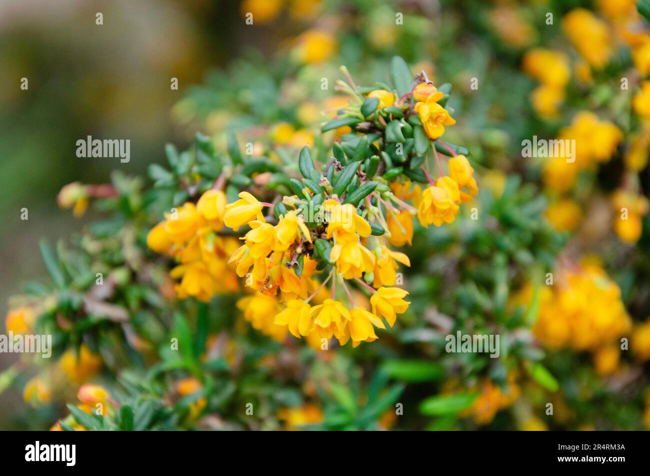 Nahaufnahme von Darwins Barbeerblumen, Berberis darwinii Stockfoto