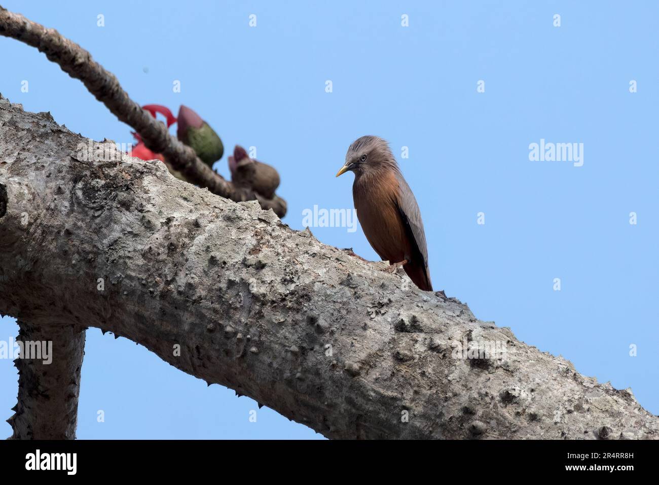 Kastanienschwanzstar (Sturnia malabarica), auch Graukopfsternchen und Graukopfmyna genannt, beobachtet in Gajoldaba in Westbengalen, Indien Stockfoto